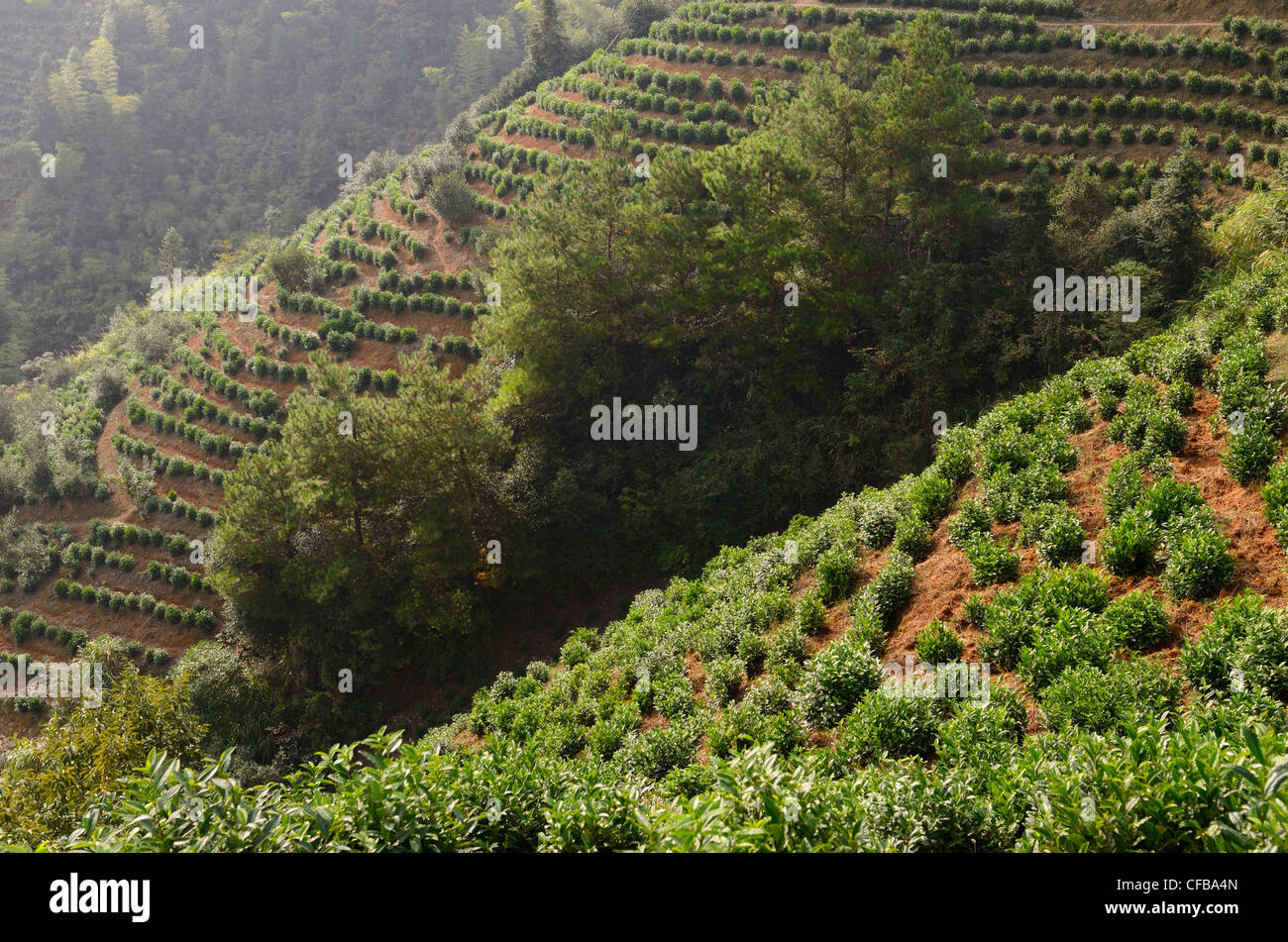 Tea bushes on steep slopes of a plantation near Feng Le Lake scenic area Huangshan China Stock Photo
