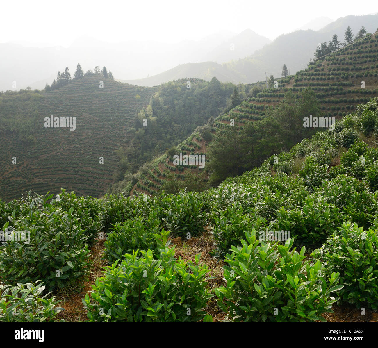 Tea bushes on slopes of a mountain range plantation near Feng Le Lake Huangshan Peoples Republic of China Stock Photo