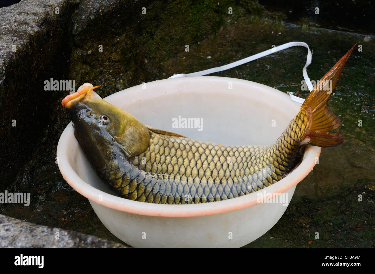Fresh caught live carp fish in Shangshe village on Fengle Lake Huangshan Peoples Republic of China Stock Photo