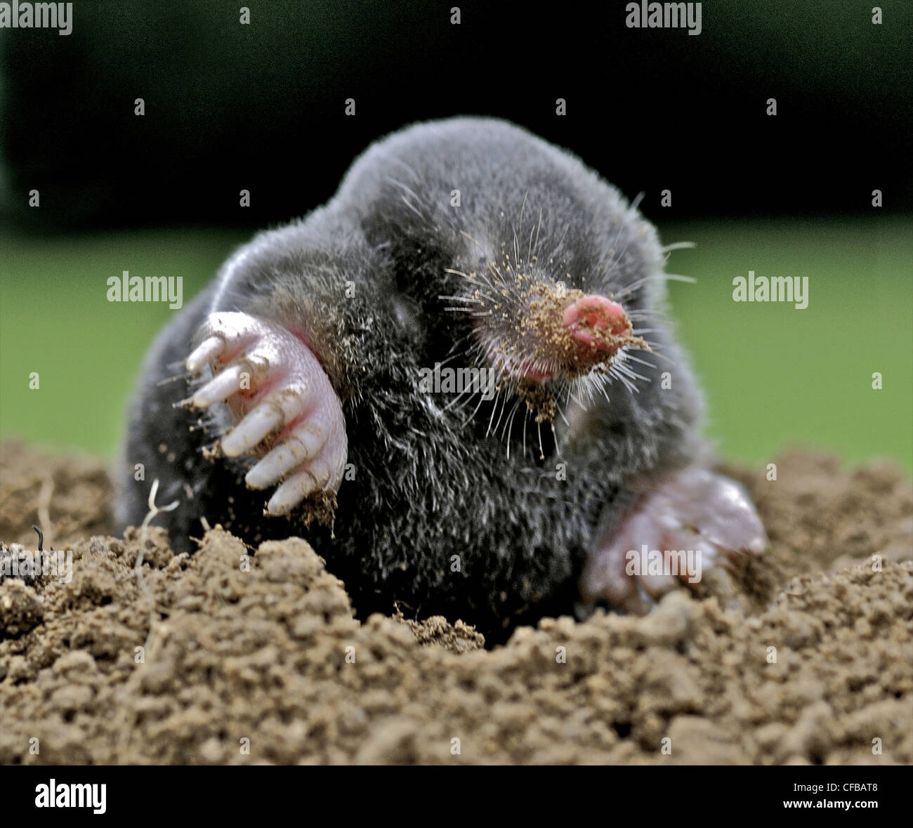 Mole (talpa europaea) animal rarely seen above ground. Stock Photo