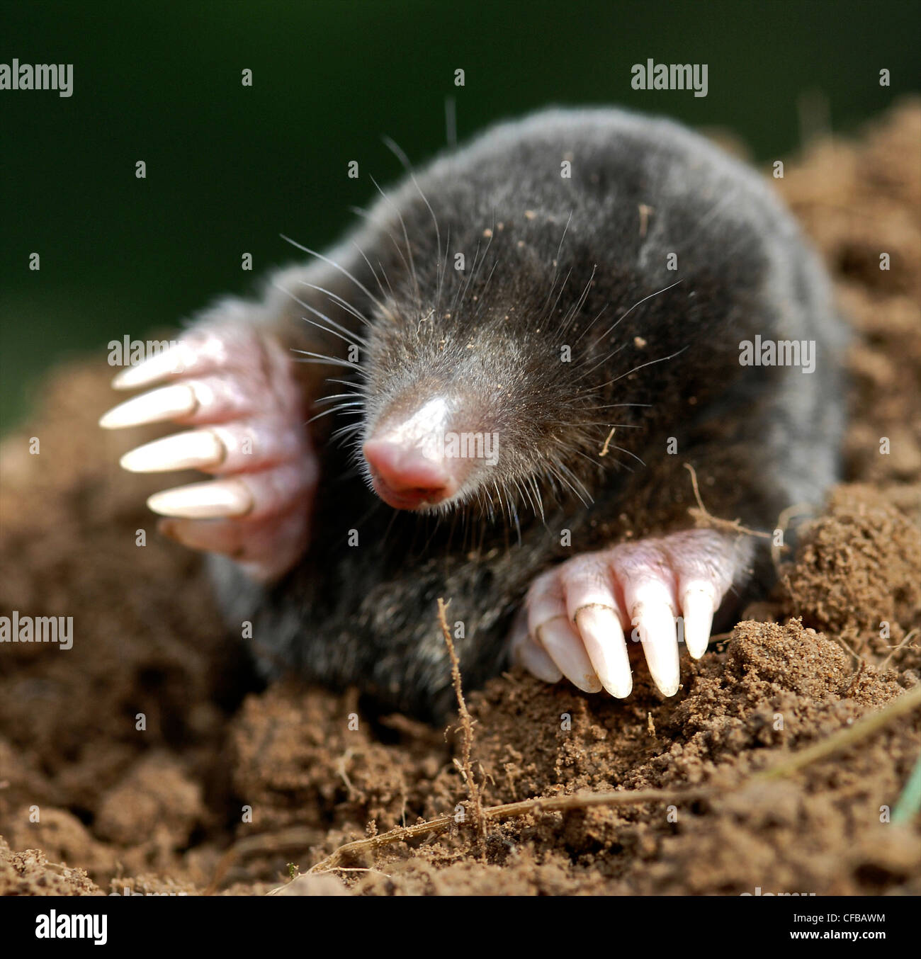 MOLE Common Mole (Talpa europaea) Common mammal but rarely seen, the mole spends most of its life below ground, working a series of tunnels which provide both shelter and access to a plentiful food supply. Stock Photo