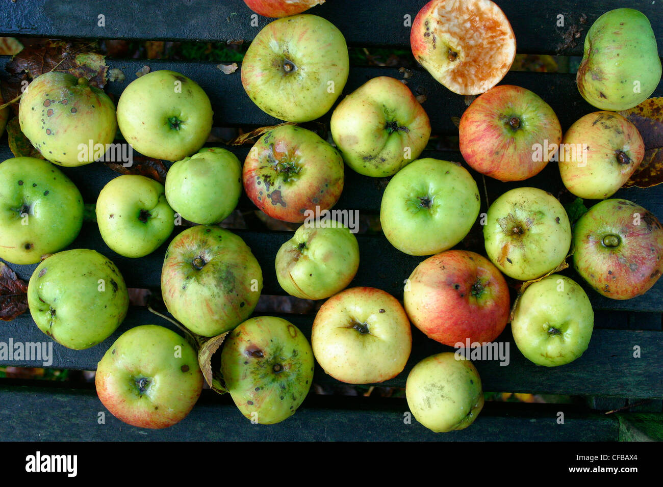 London, Highgate: windfall apples laid on garden bench Stock Photo