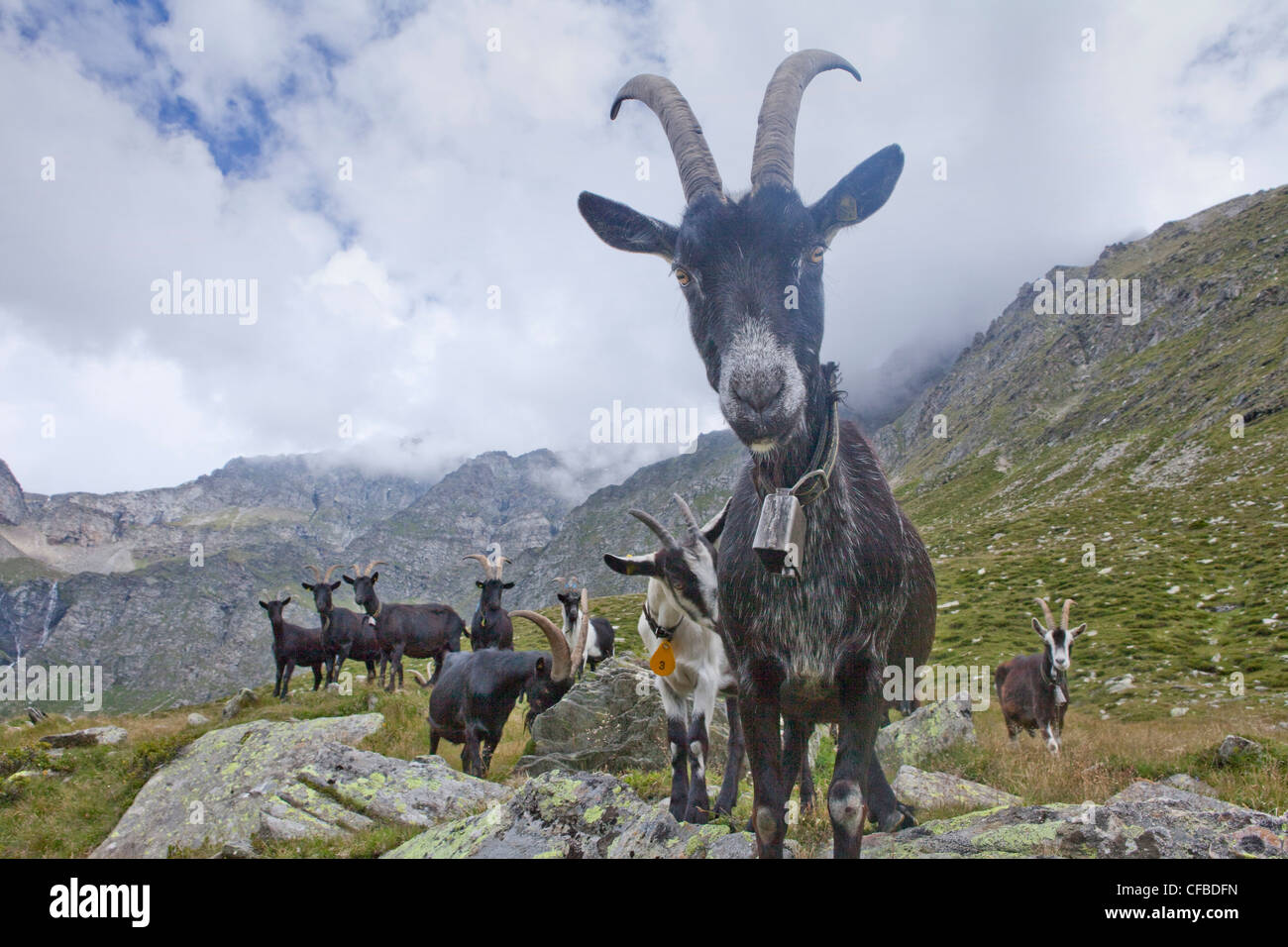 Canton, Ticino, Switzerland, Europe, Tessin, southern Switzerland, mountain,  mountains, agriculture, animals, animal, nanny goat Stock Photo - Alamy