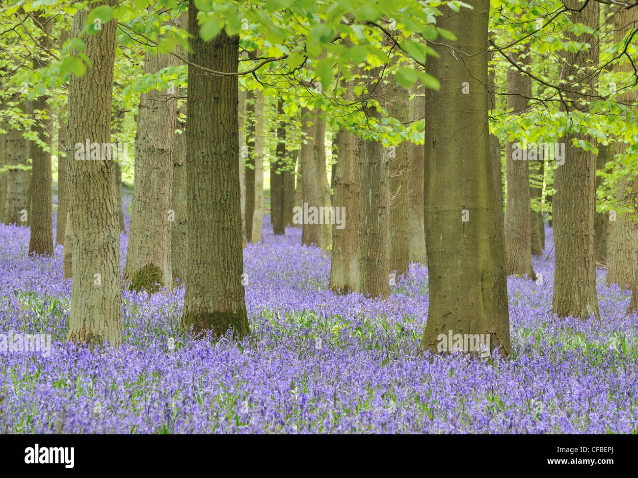 Bluebells in beech forest, Ashridge Wood, Buckinghamshire, UK Stock Photo