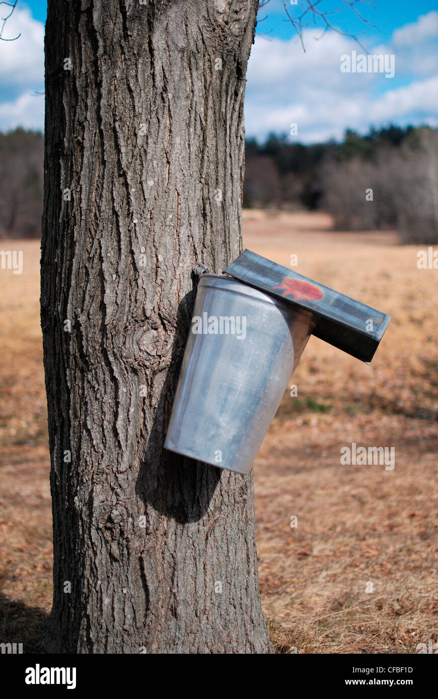 Sap collecting from a Maple tree in early spring Stock Photo Alamy