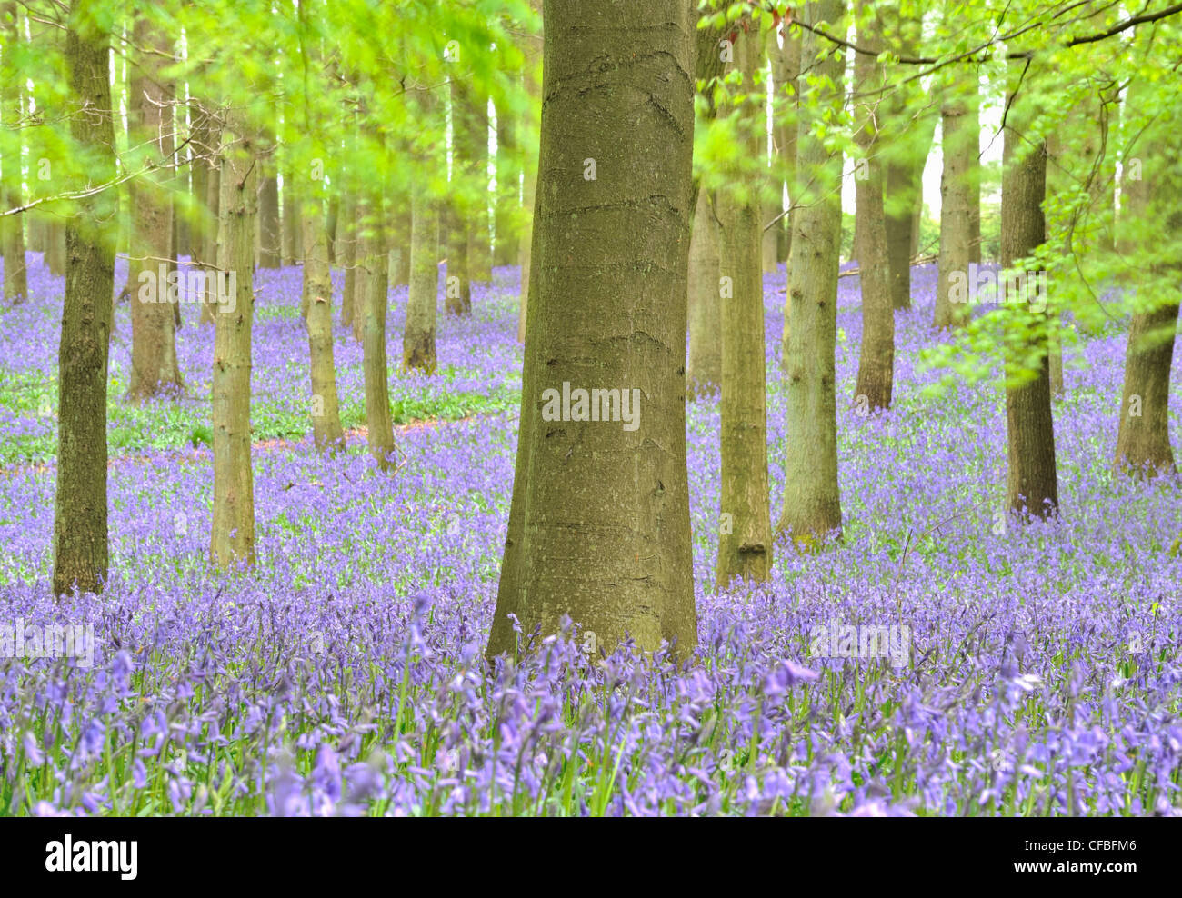 Bluebells in beech forest, Ashridge Wood, Buckinghamshire, UK Stock Photo