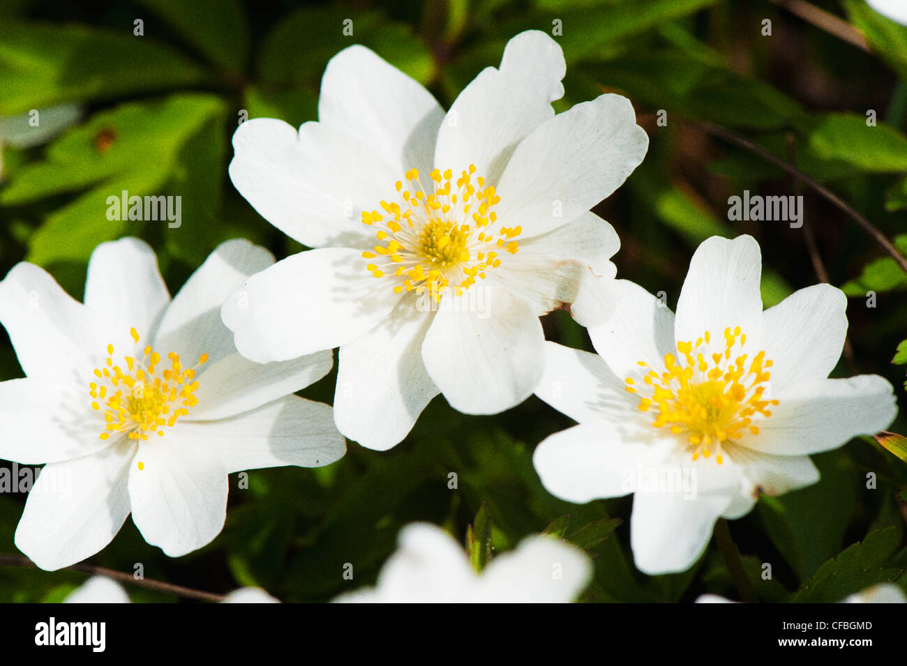 anemone, Anemone nemorosa, flower, blossom, bloom, wood anemone, Flora, spring, spring blossom, buttercup family, Jura, canton B Stock Photo