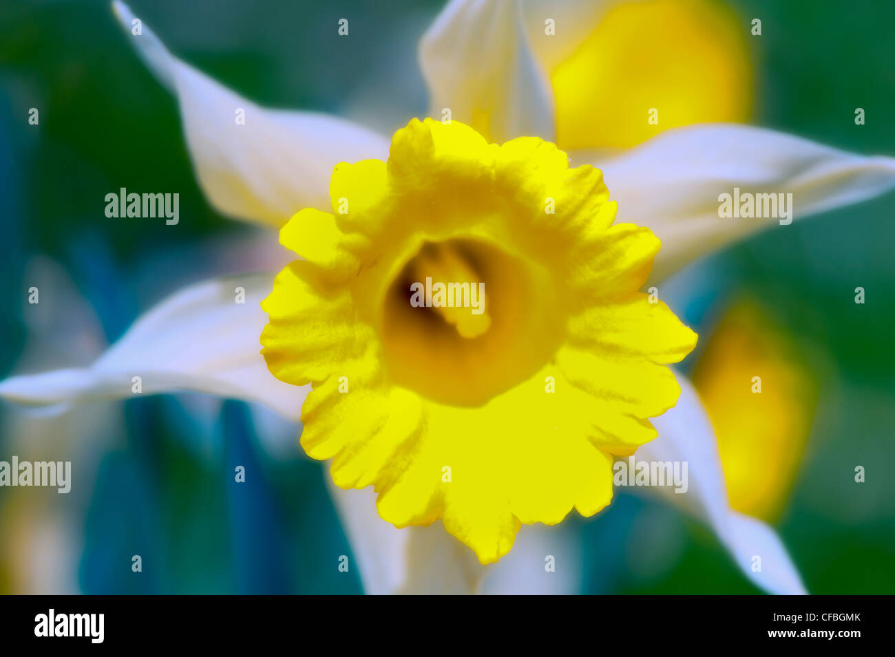 flower, blossom, bloom, Chasseral, spring, spring blossom, yellow, Lent lily, wild daffodil, Jonquille, Jura, canton Neuenburg, Stock Photo