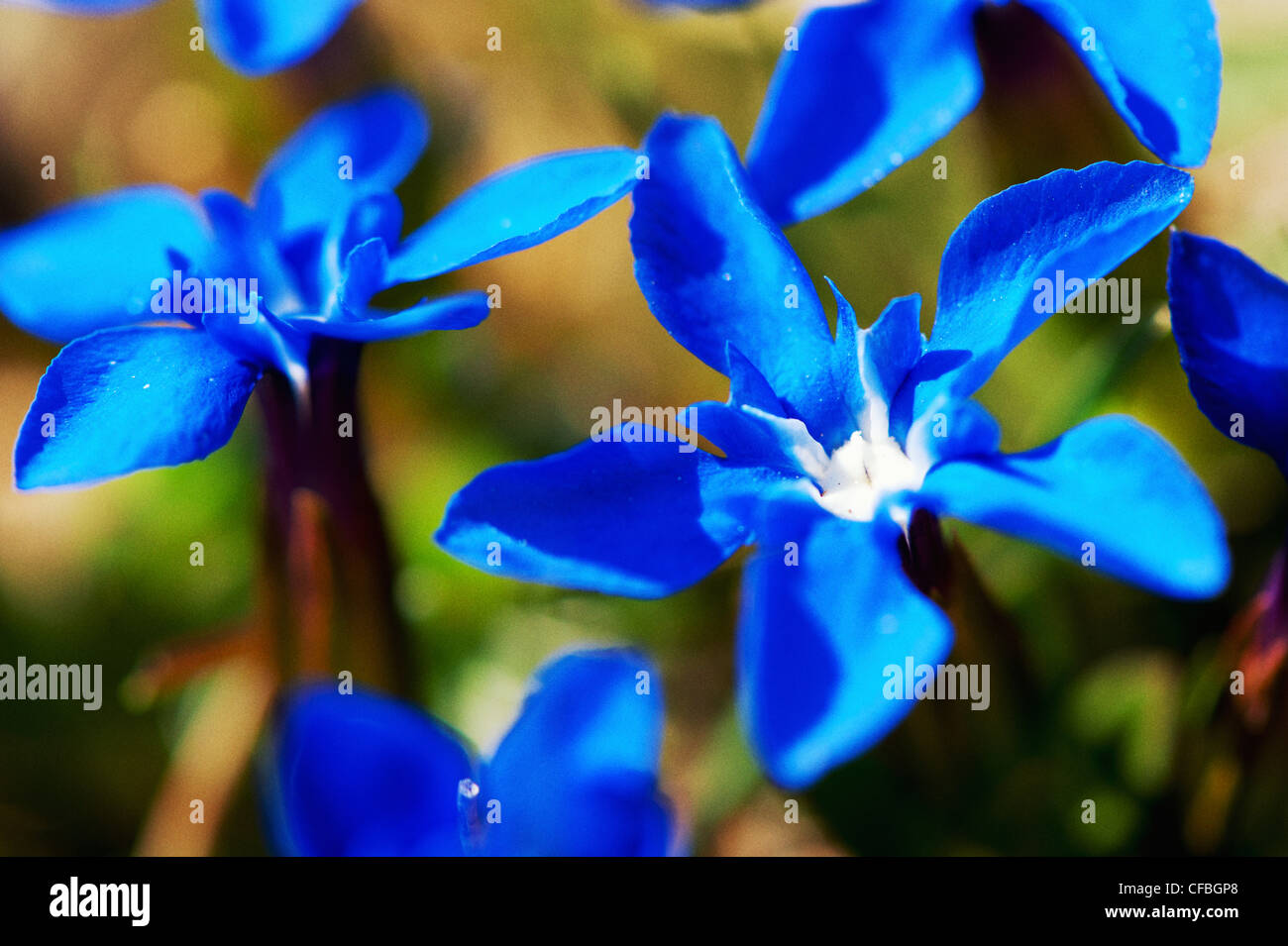 Alpine flower, Alpine flora, azure blue, Bergspring, blue, blossom, bloom, flowering plant, angiosperm, Chasseral, Enzian, Genti Stock Photo