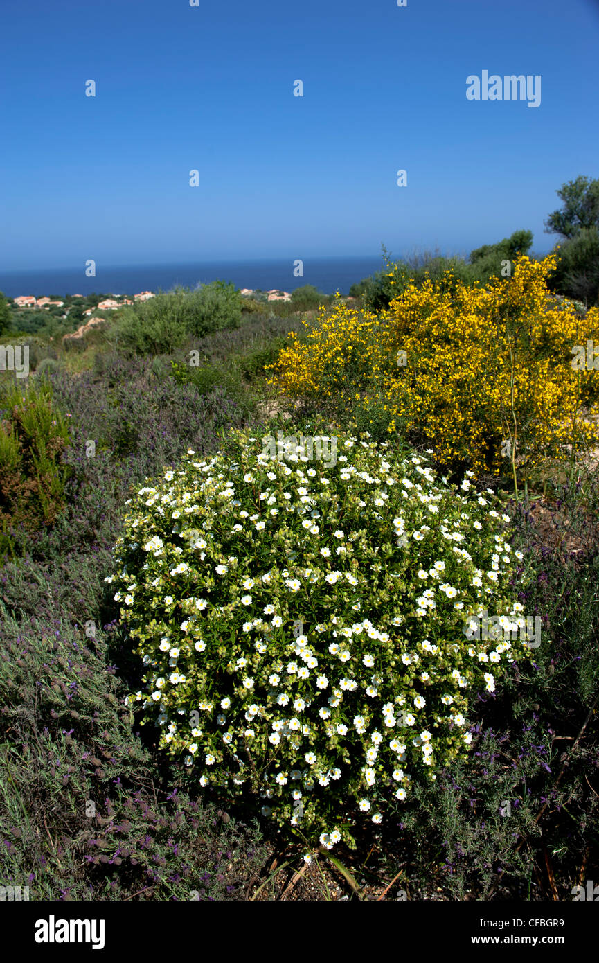blue, rockrose, cistus, France, sky, Corsika, coast, see, flower, bloom, blossom, white, Cistus monspeliensis, Stock Photo