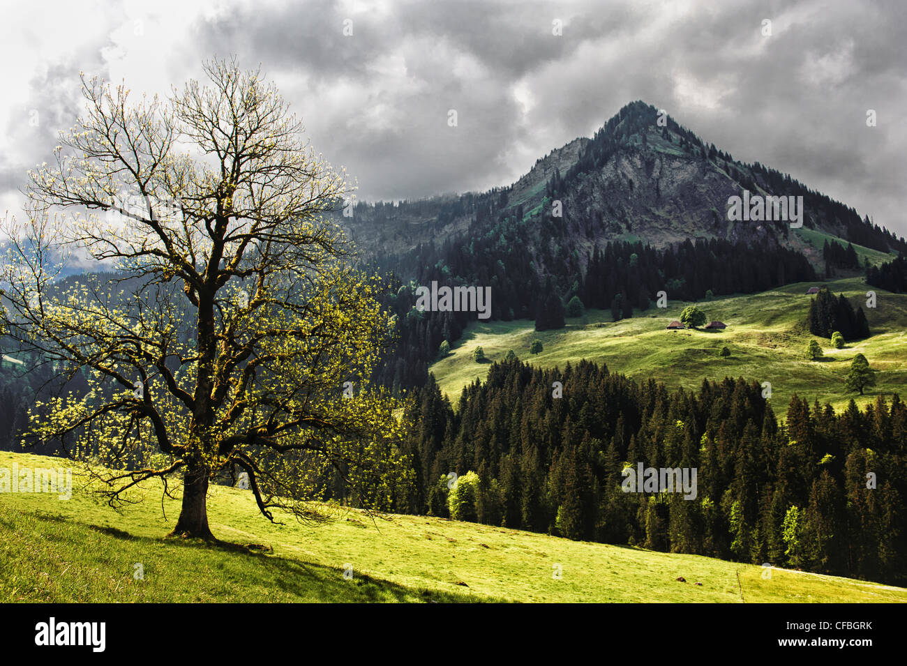 Switzerland, canton Bern, Alps, pre-Alps, Limestone Alps, mountain, mountain landscape, tree, walnut tree, meadows, pasture, gra Stock Photo