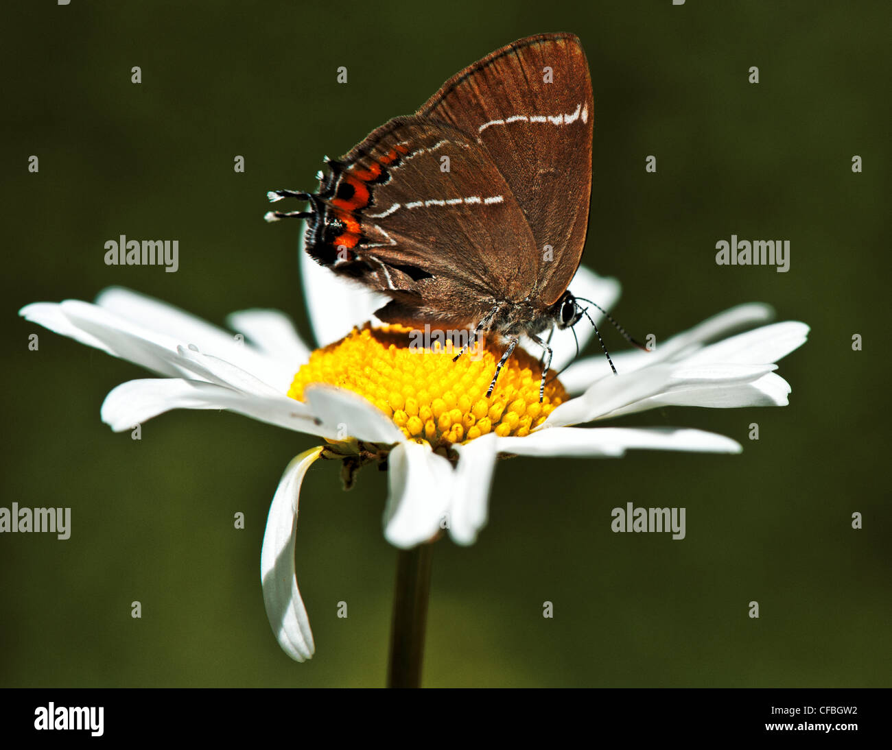 butterfly, insecta, insect, Jura, canton Bern, Lepidoptera, Lycaenidae, marguerite, dog daisy, oxeye daisy, Péry, Satyrium w-alb Stock Photo