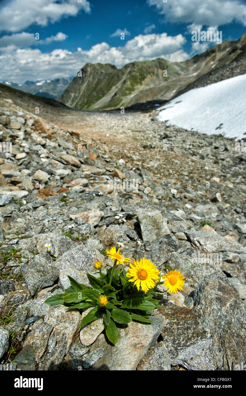alpine flower, alpine flora, alpine plant, Clusius Gemswurz, Doronicum clusii, Engadine, Upper Engadine, rock, coarse gravel, de Stock Photo