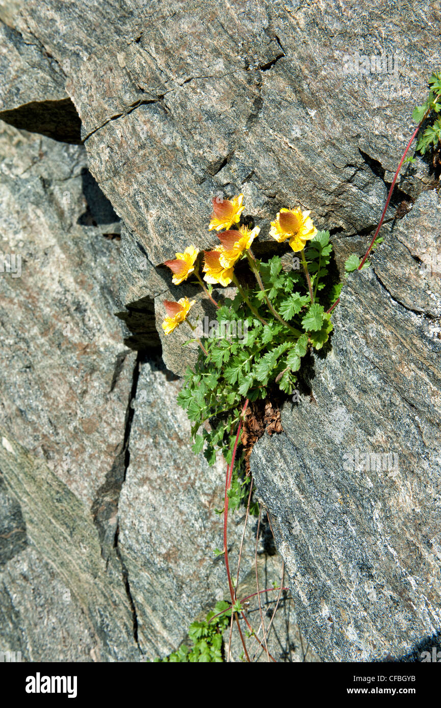 alpine flower, alpine flora, alpine plant, Engadine, Upper Engadine, rock, cliff, escarpment, wall of rock, Geum reptans, Creepi Stock Photo