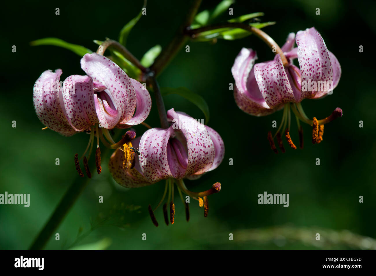 alpine flora, flower, blossom, bloom, monocots, monocotyledons, monocotyledonous plants, Engadine, Upper Engadine, flora, canton Stock Photo