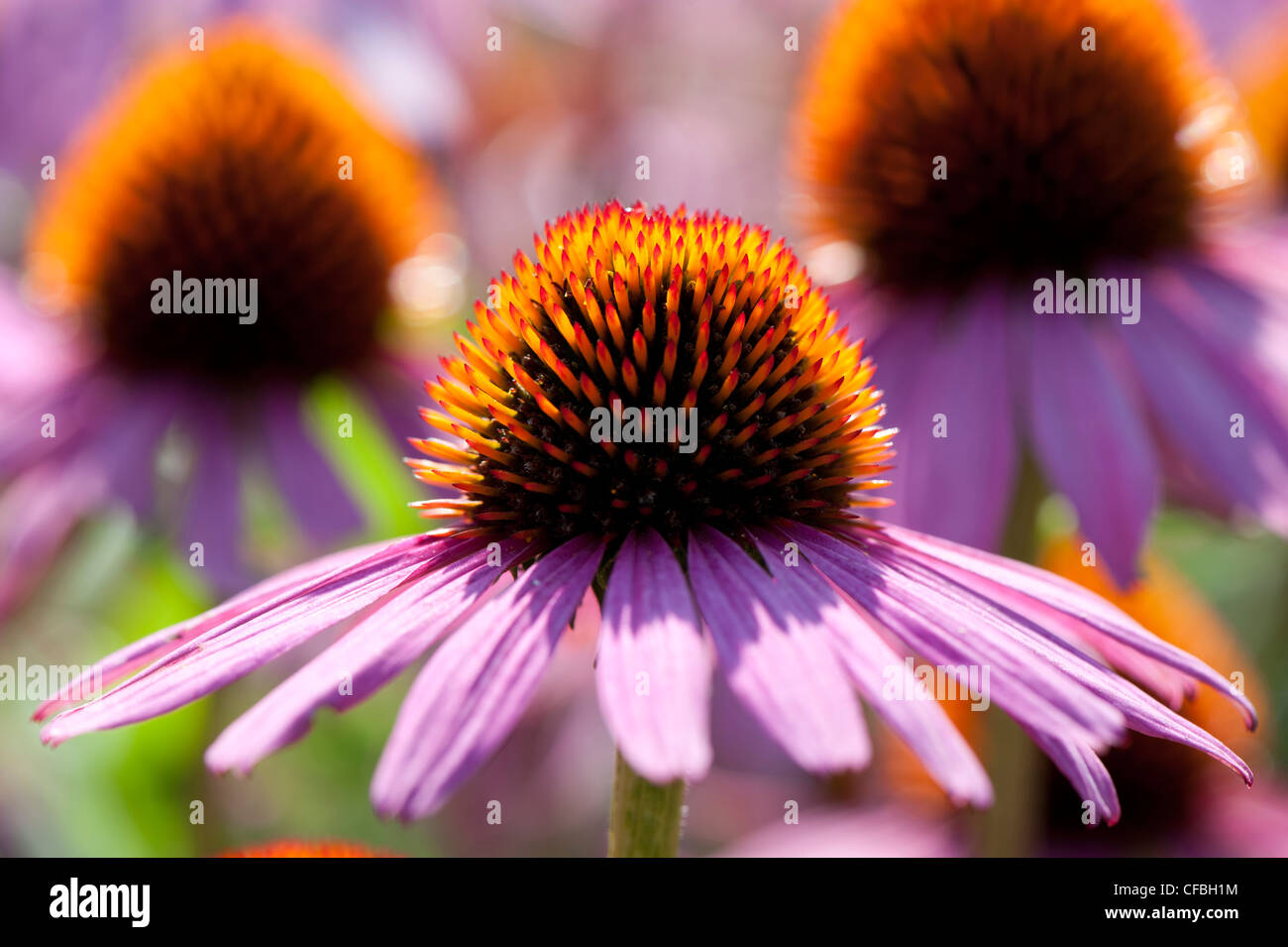 Asteraceae, flower, blossom, bloom, Compositae, Echinacea 'Fatal Attraction', garden, canton Bern, Komposite, Koppigen, Korbblüt Stock Photo