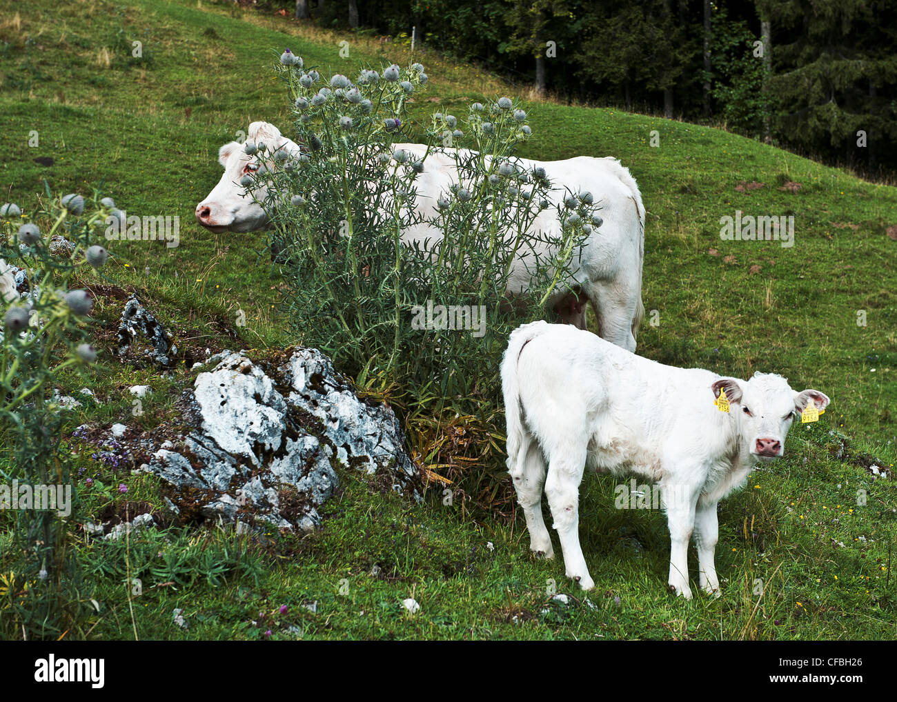 Jura, cattle, calf, canton Solothurn, cow, agriculture, farming, white, Milchkuh, nature, Oberes Brüggli, rind, Switzerland, whi Stock Photo