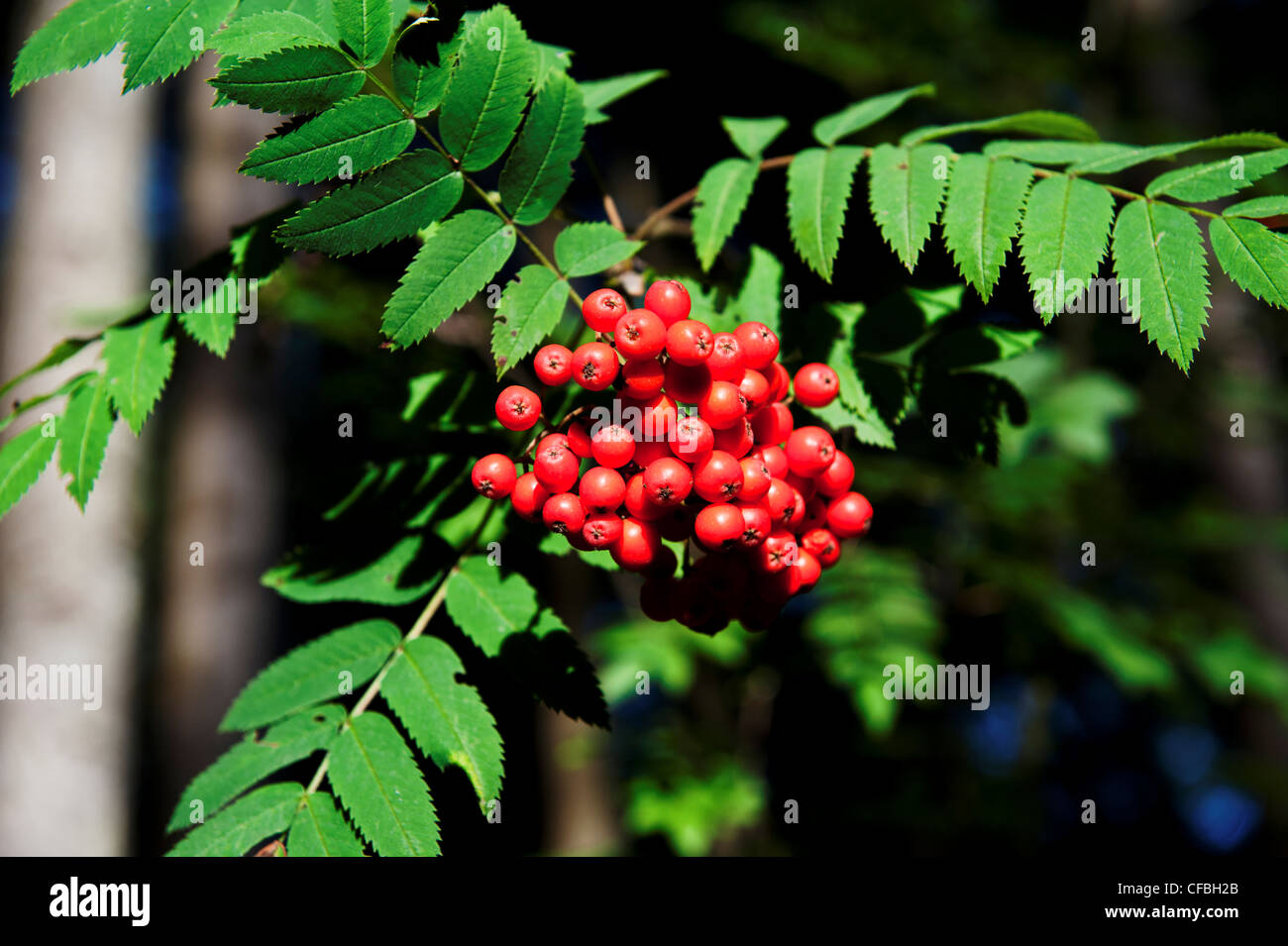 tree, berry, rowanberry, fruit, progeny, ripe, mature, Chräiholz, pinna, pinnate leaf, infructescence, canton Bern, Mötschwil, n Stock Photo