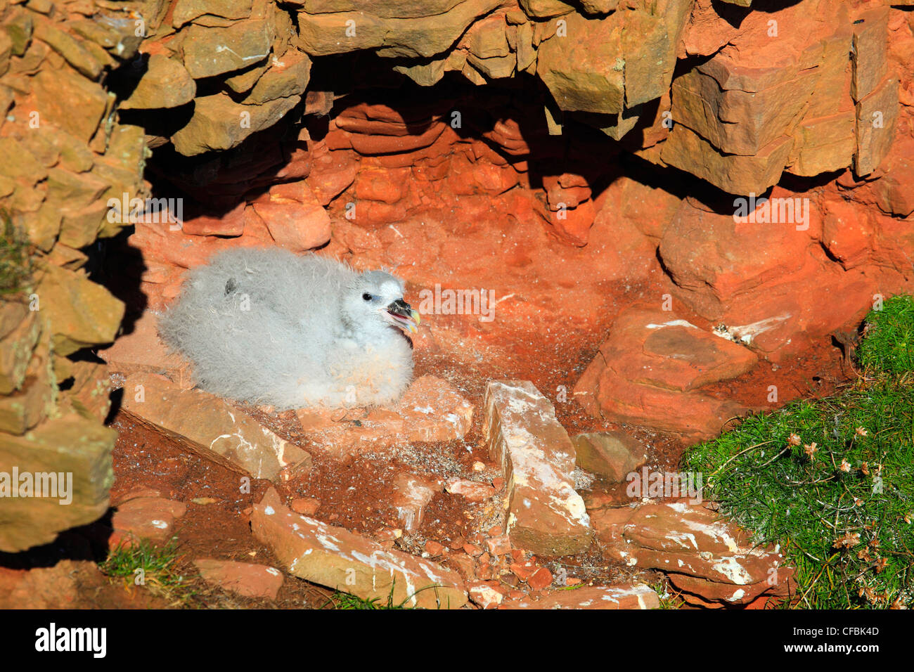 Rocky cliff, down, Fulmar, Fulmarus glacialoides, Handa island, young, bird, nest, silver storm bird Stock Photo