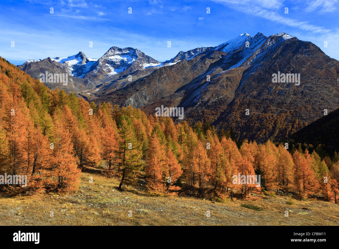 autumn, colors, larch, larches, larch wood, Saas Fee, valley of Saas, sunshine, valley, Valais, Switzerland, Europe, sunny Stock Photo