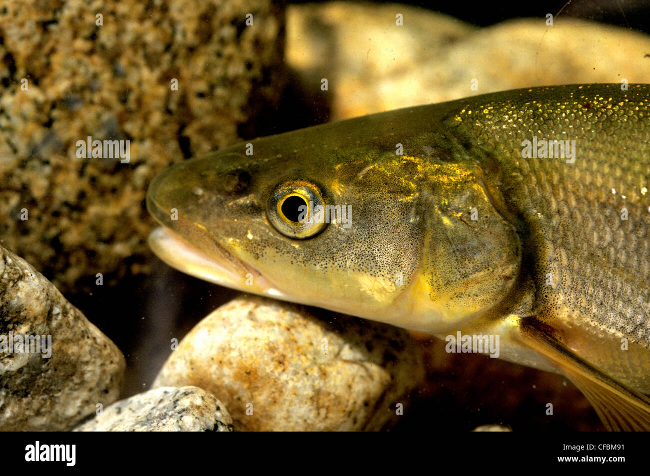 Northern pikeminnow hires stock photography and images Alamy