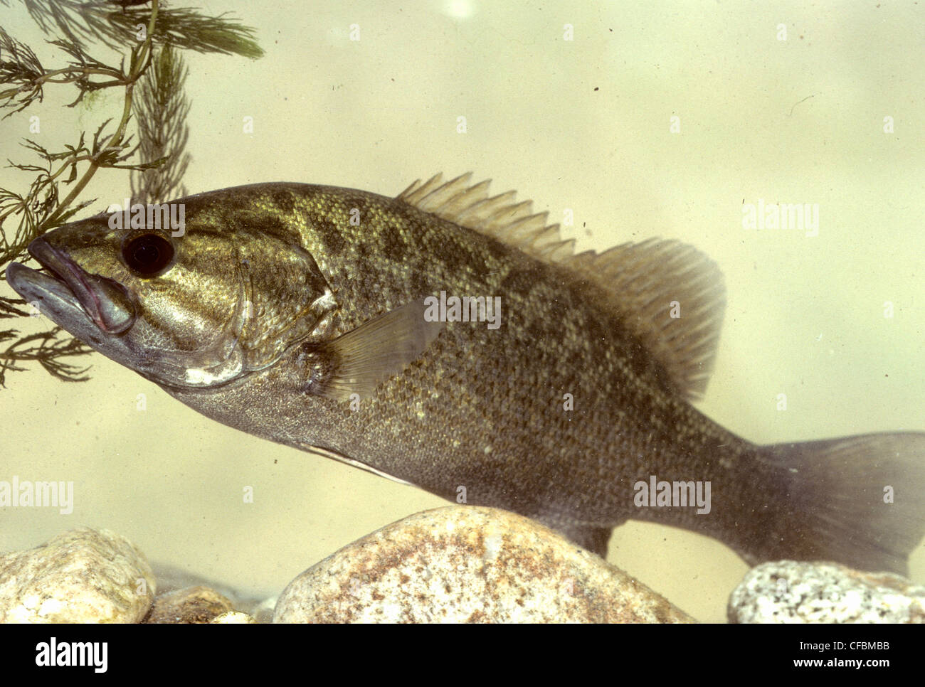 Smallmouth Bass Stock Photo