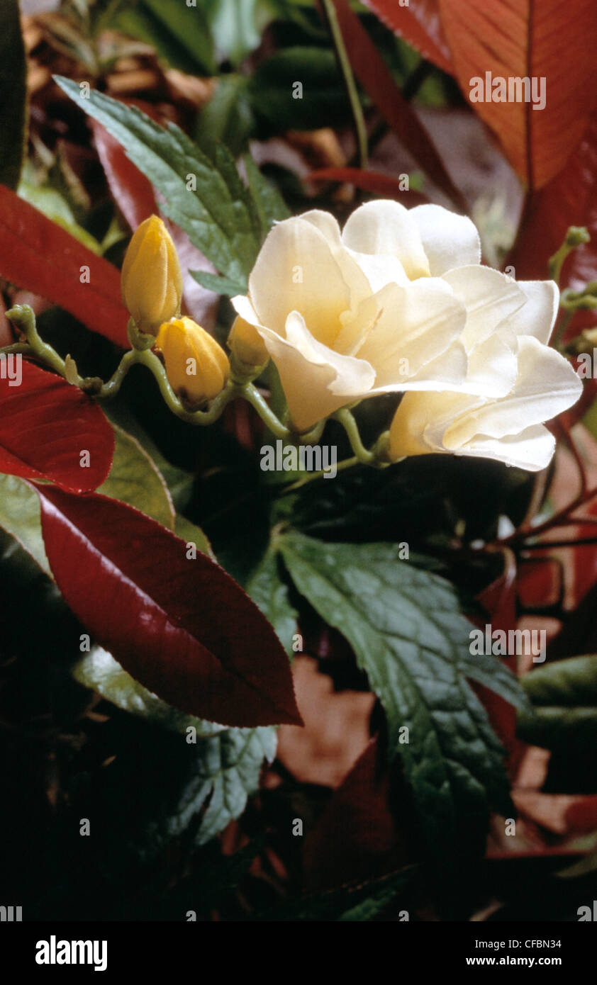 Basket arrangingWhite silk flowers and foliage Stock Photo Alamy