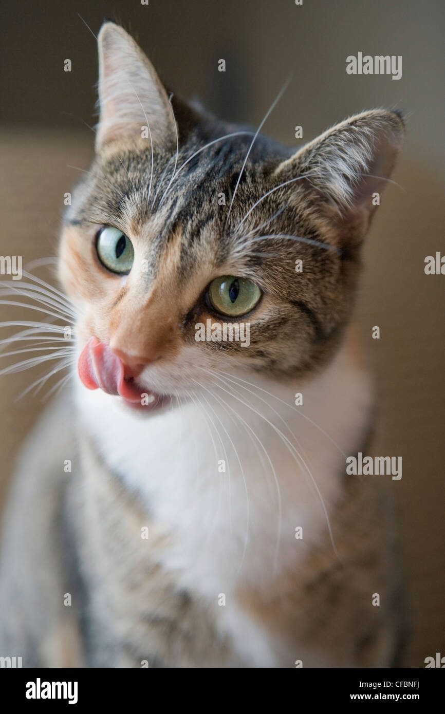 Portrait of mixed breed cat Stock Photo