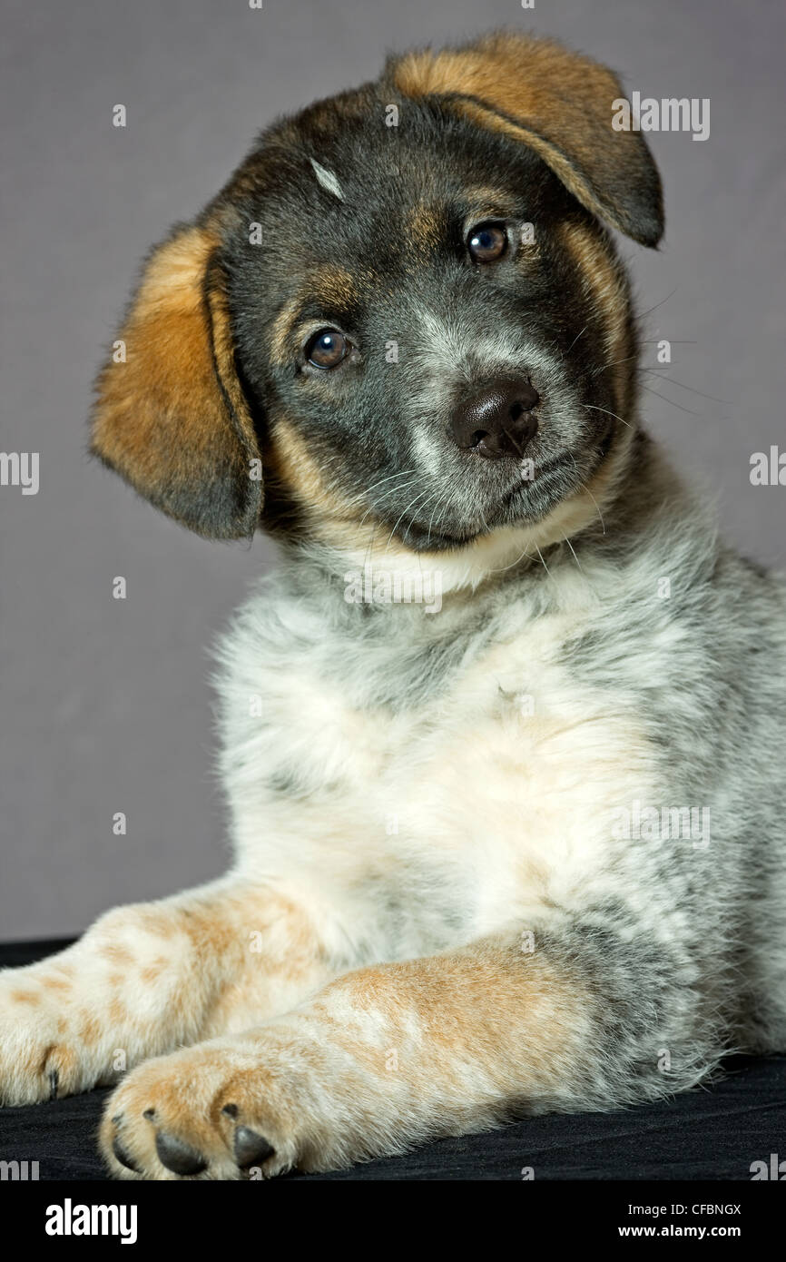 Portrait of mixed breed 8 week old puppy Stock Photo