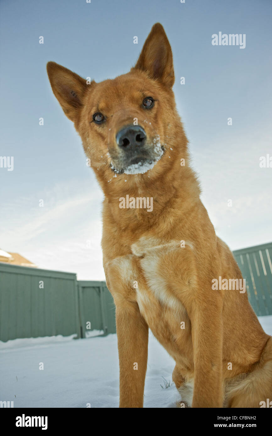 Portrait of mixed breed dog outdoors in winter Stock Photo