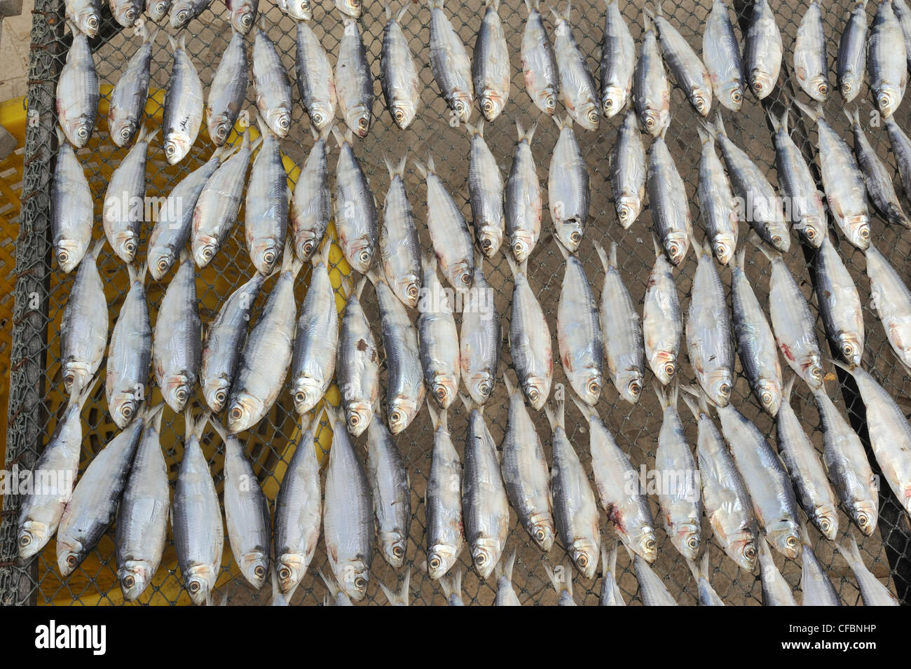 fish drying in the sun, Prachuap Kiri Khan, Thailand Stock Photo Alamy
