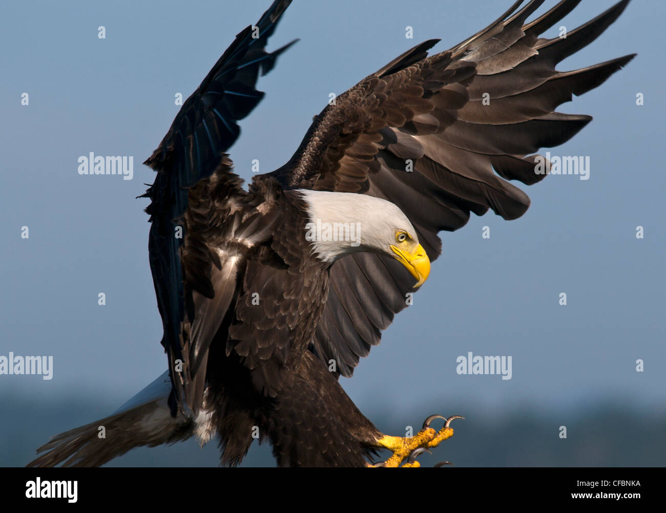 Adult Bald eagle landing, Victoria, Vancouver Island, British Columbia, Canada Stock Photo