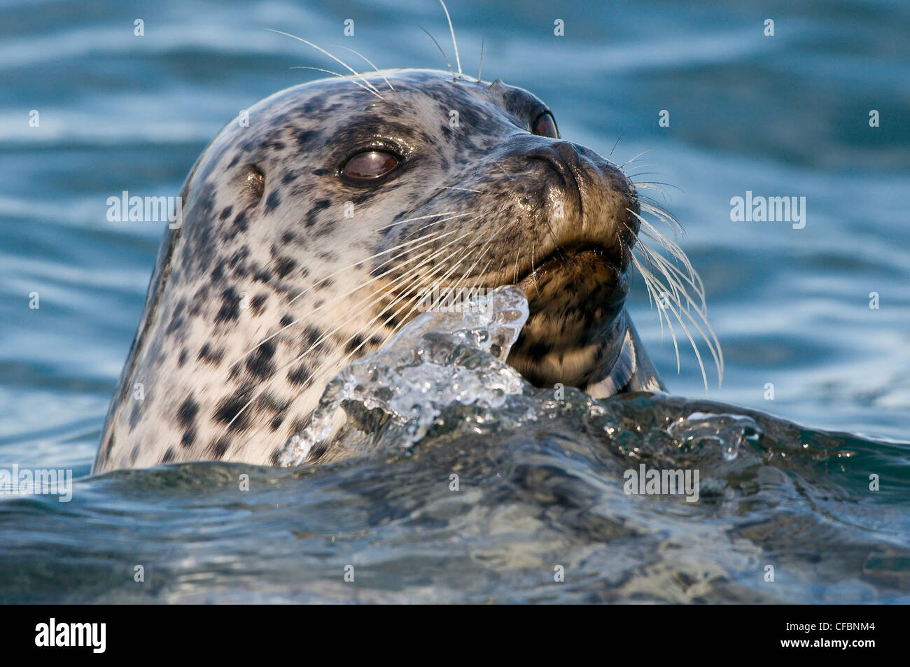 Harbor seal (Phoca vitulina) surfacing off Oak Bay, Victoria, Vancouver Island, British Columbia, Canada Stock Photo