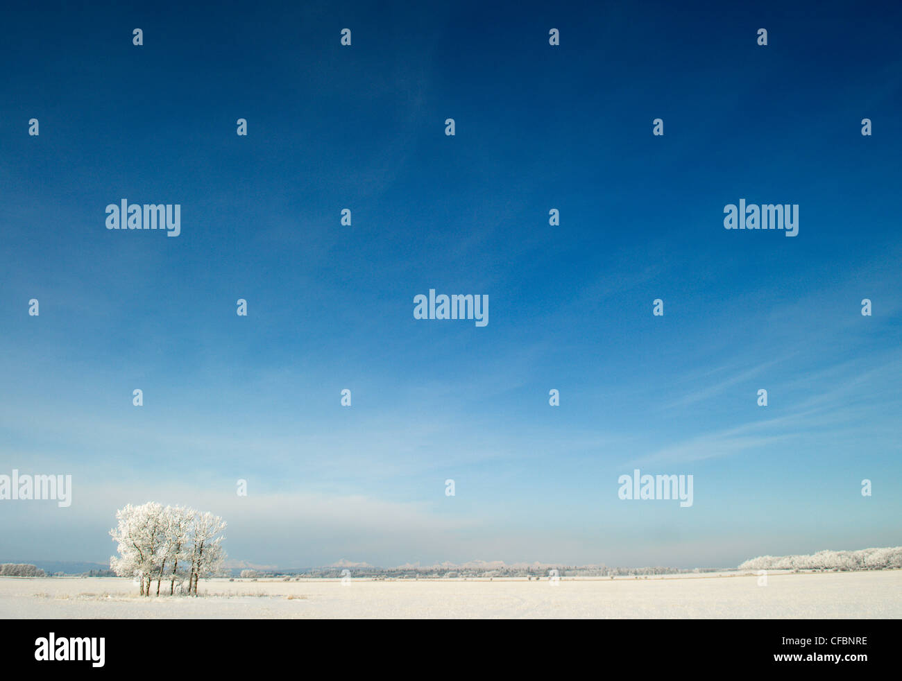 Frosted trees near Water Valley, Alberta, Canada Stock Photo Alamy