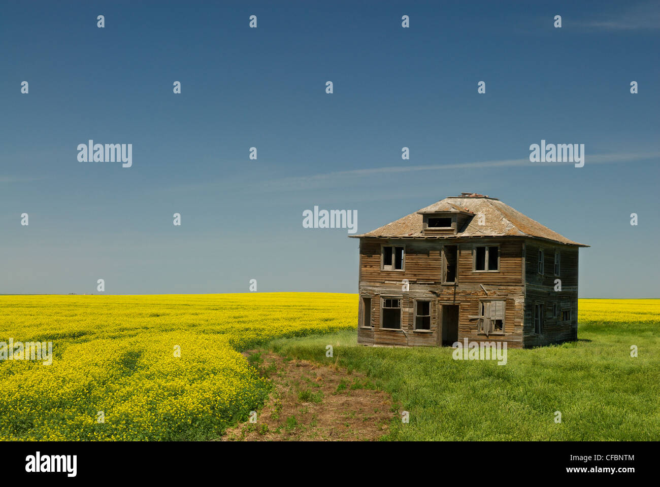 Abandoned farmhouse and canola field near Leader, Saskatchewan, Canada Stock Photo
