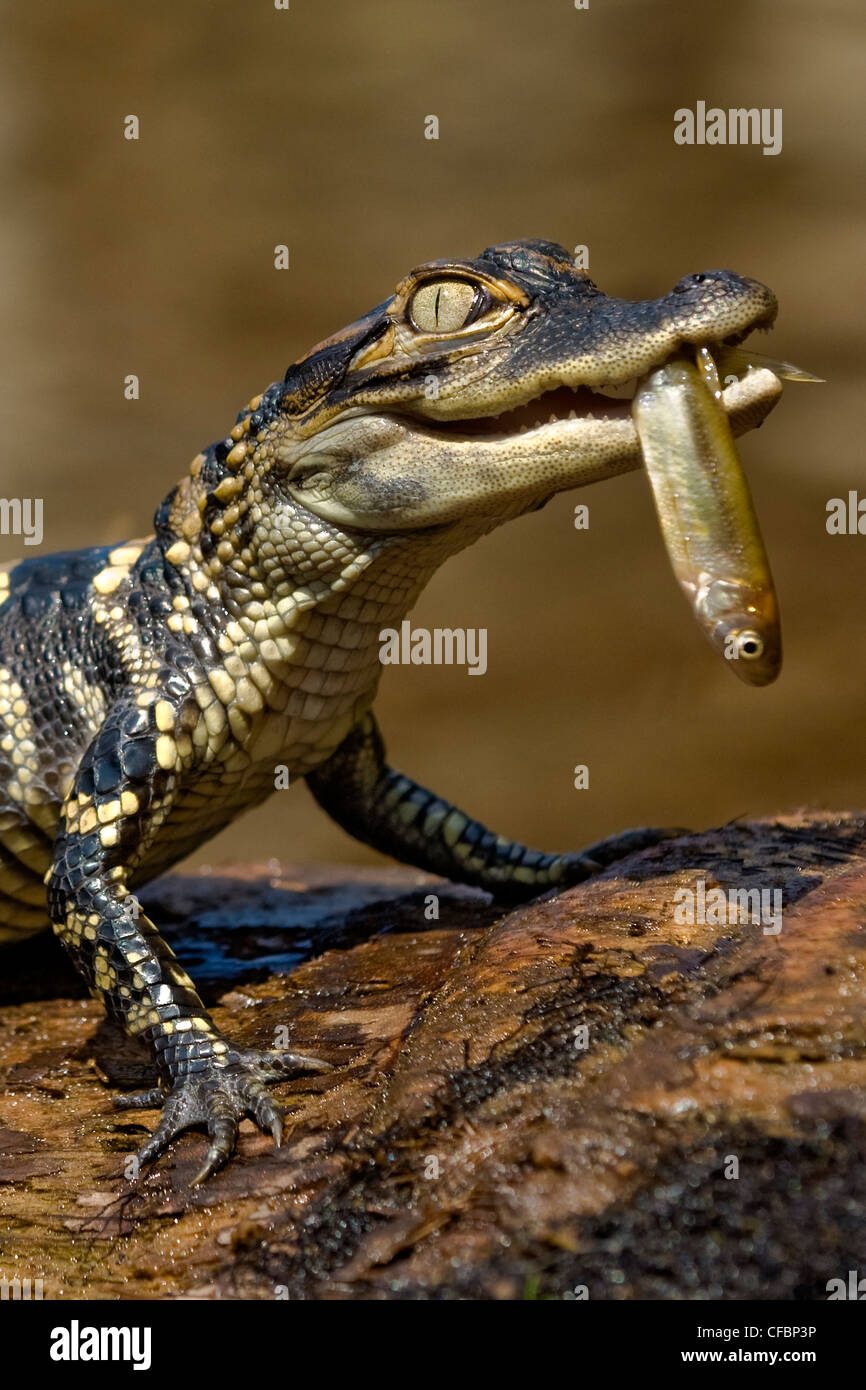 Hatchling American alligator (Alligator mississippiensis), central Florida, USA. Stock Photo