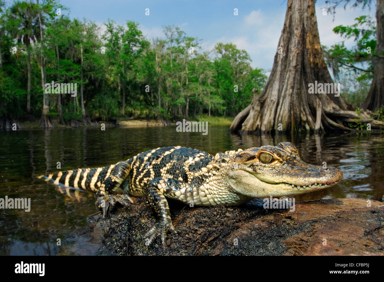 Juvenile American alligator (Alligator mississippiensis), central