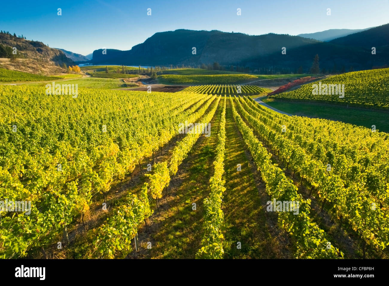 Blue Mountain Vineyard in fall, Okanagan Falls, Okanagan Valley, British Columbia, Canada Stock Photo
