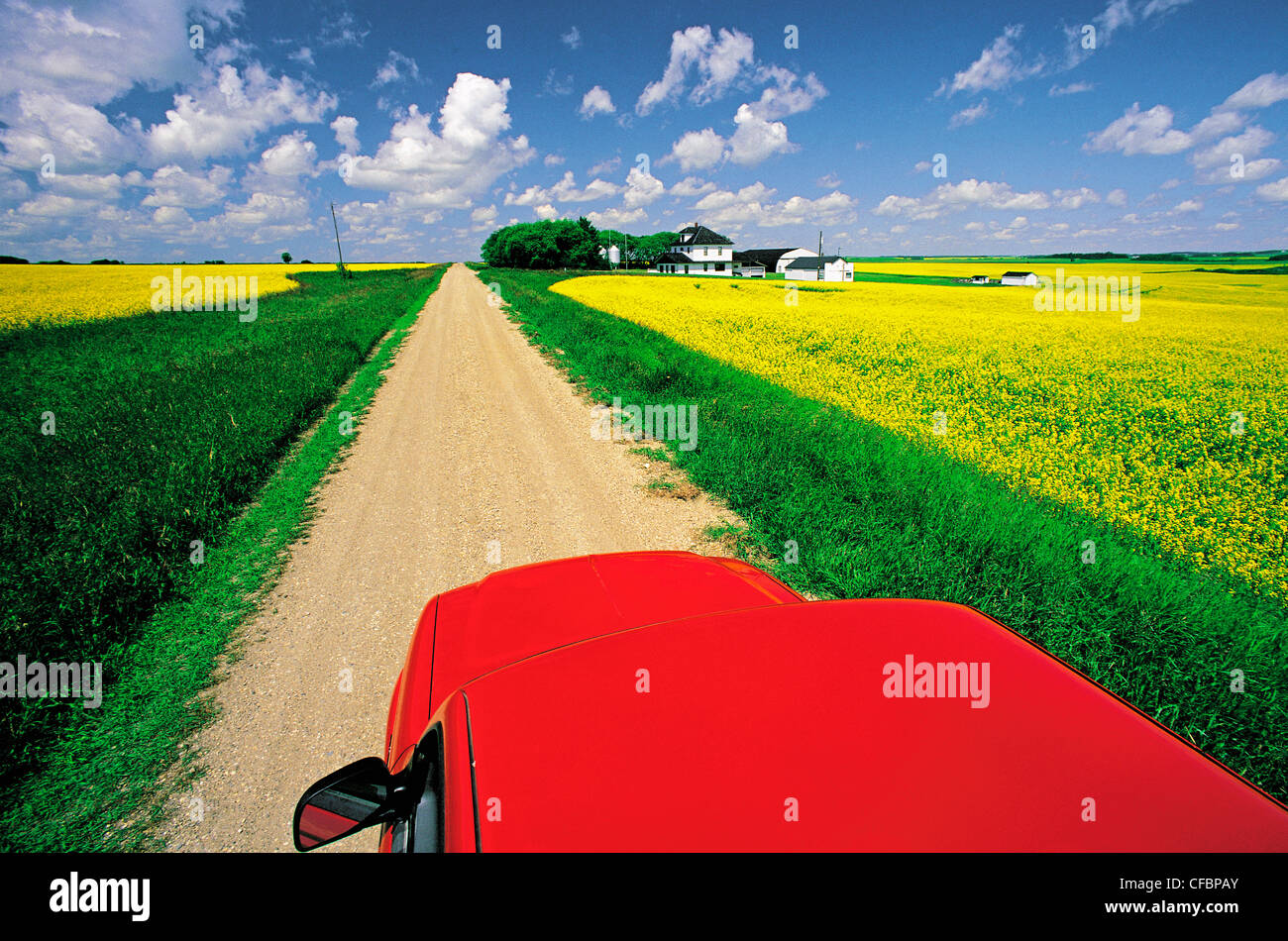 View from a truck overlooking a country road with blooming canola fields and farm, Tiger Hills, Manitoba, Canada Stock Photo
