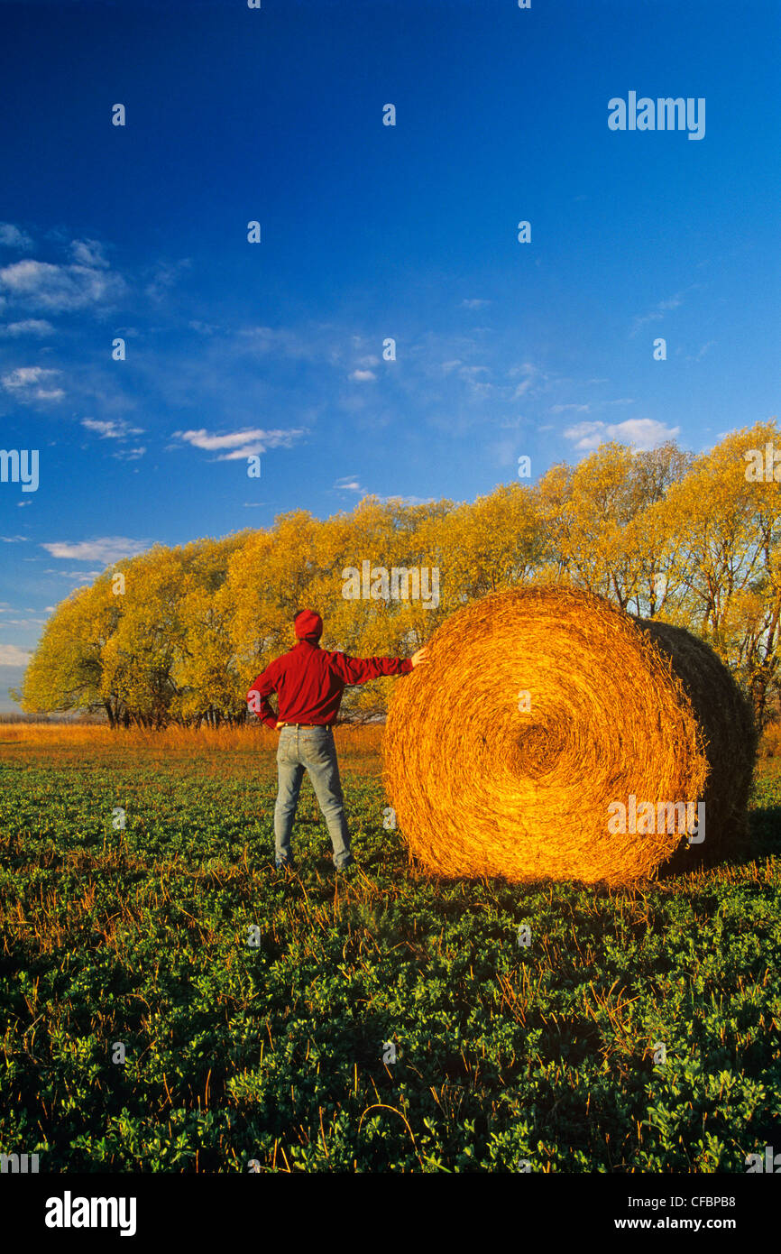 Alfalffield hi-res stock photography and images - Alamy