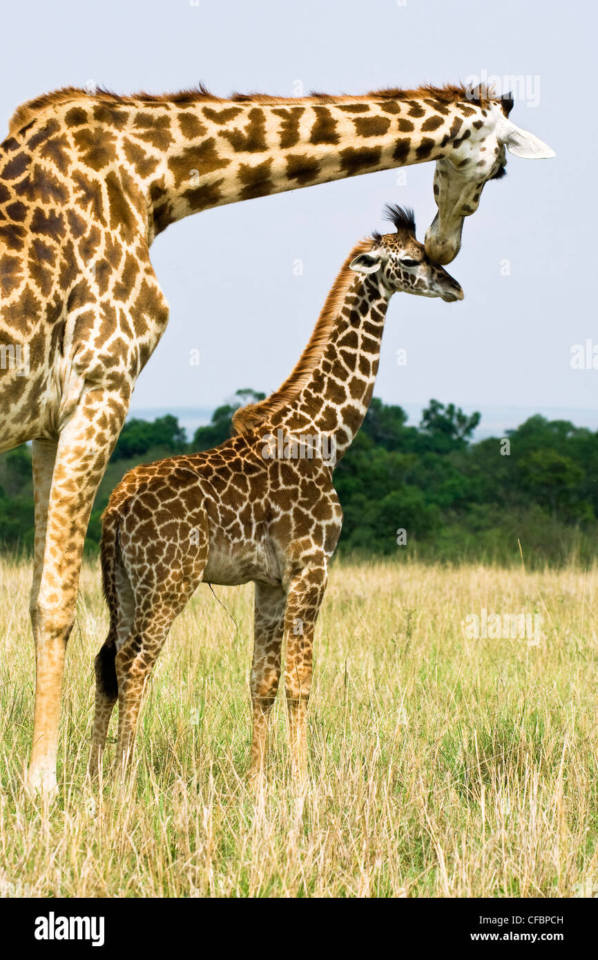 Mother giraffe (Giraffa camelopardalis) and baby, Masai Mara Reserve, Kenya, East Africa Stock Photo