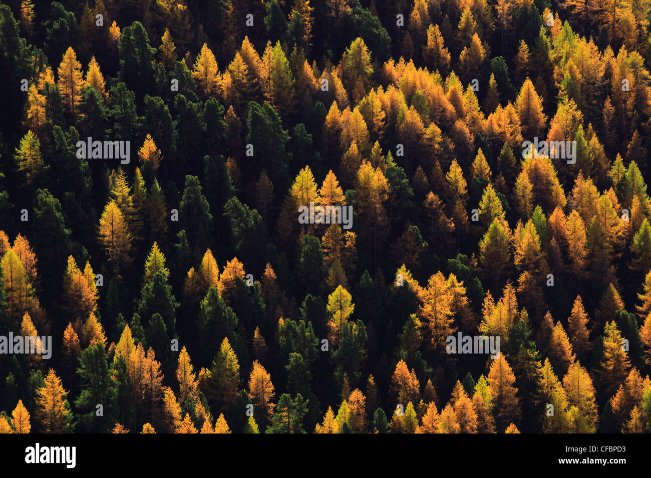 Detail, autumn, colors, autumn, wood, Larix, larch, larches, larch wood, larch woods, Mattertal, nature, Swiss, mountains, sunsh Stock Photo