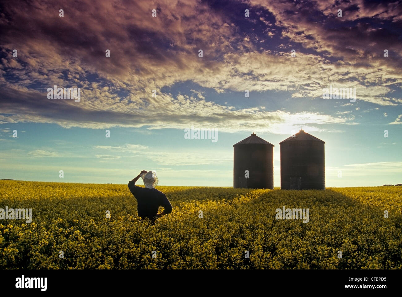 A farmer overlooks a blooming canola field with grain bins in the background, Tiger Hills, Manitoba, Canada Stock Photo