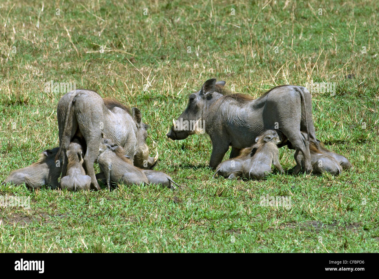 Mother warthog (Phacochoerus aethiopicus) and piglets nursing, East Africa Stock Photo
