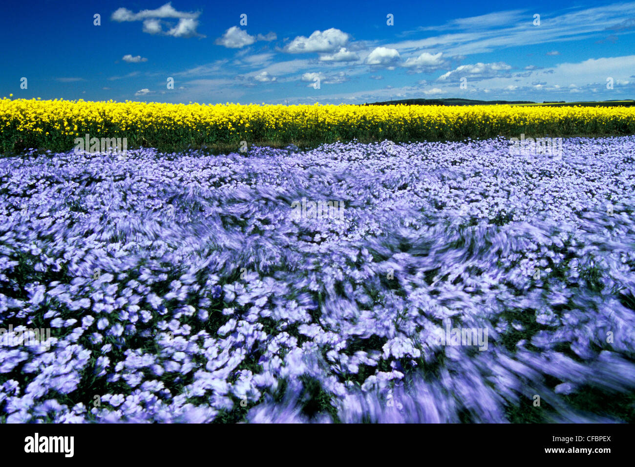 Flax field hires stock photography and images Alamy