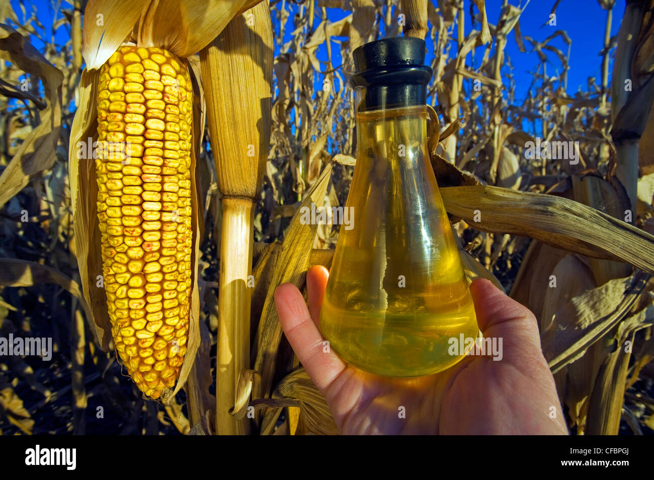 Corn oil hires stock photography and images Alamy