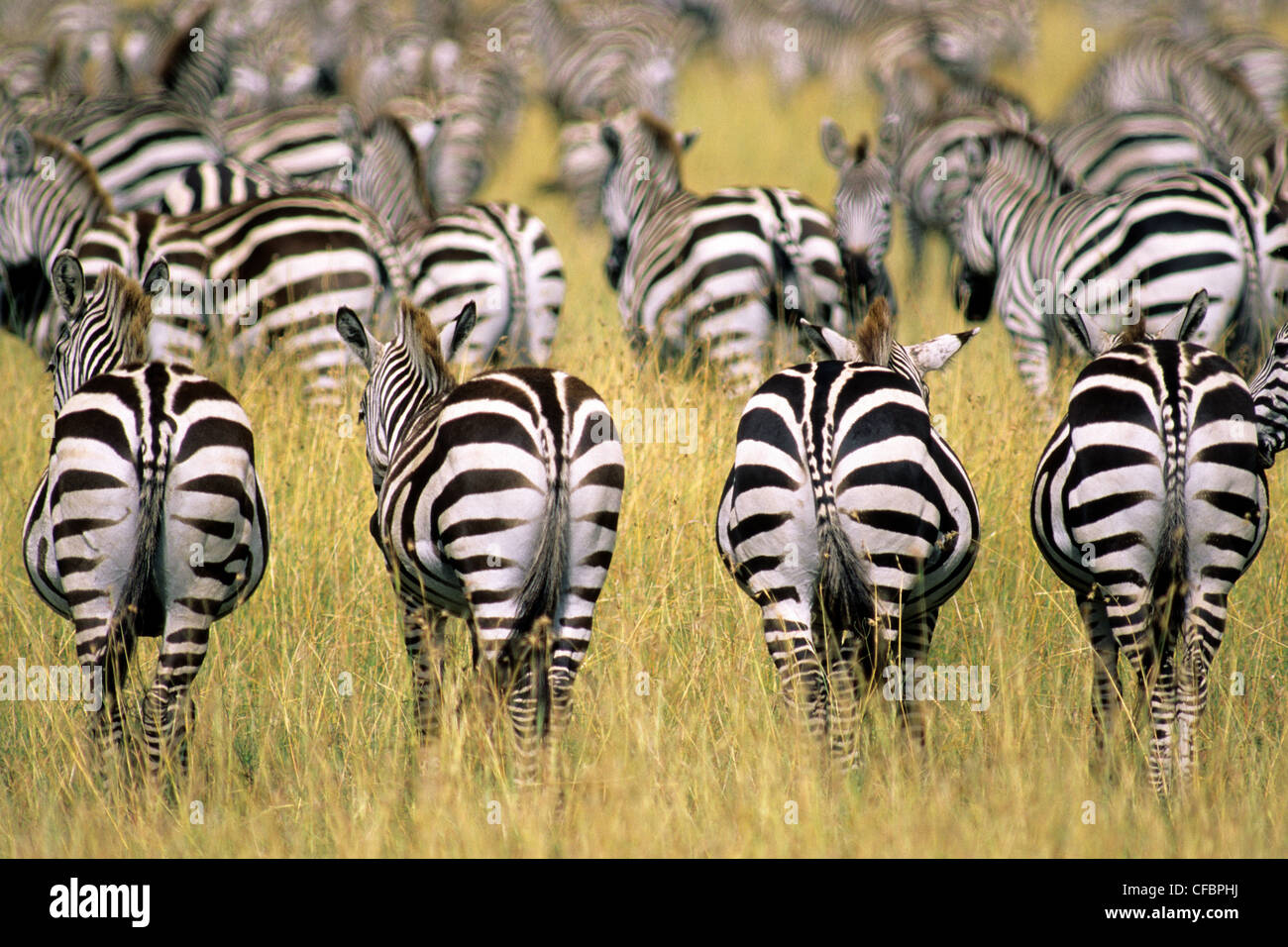 Plains zebra annual migration hires stock photography and images Alamy