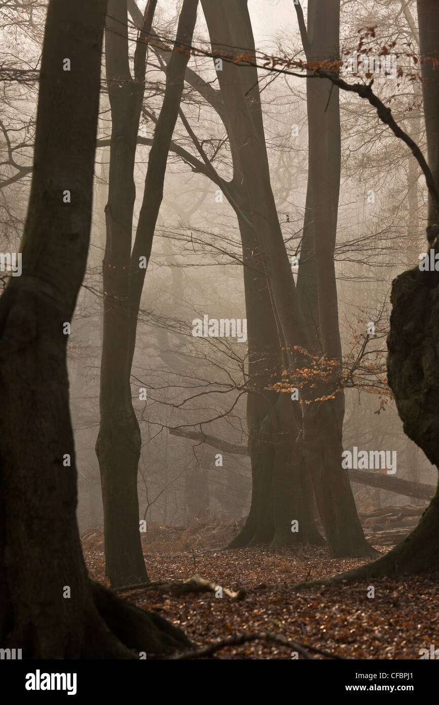 Pollard tree epping hires stock photography and images Alamy