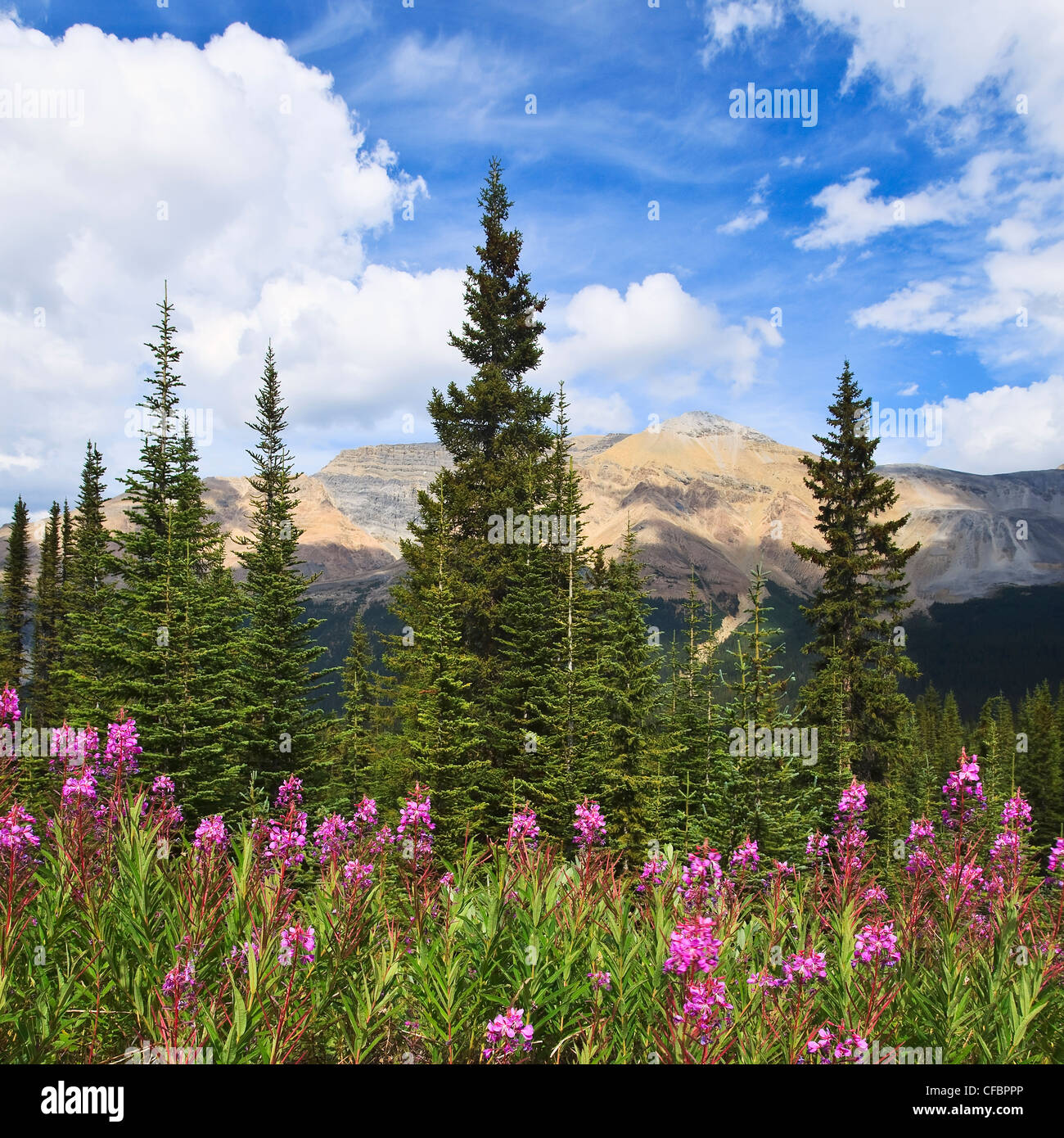 Banff national park mountain wildflowers hires stock photography and