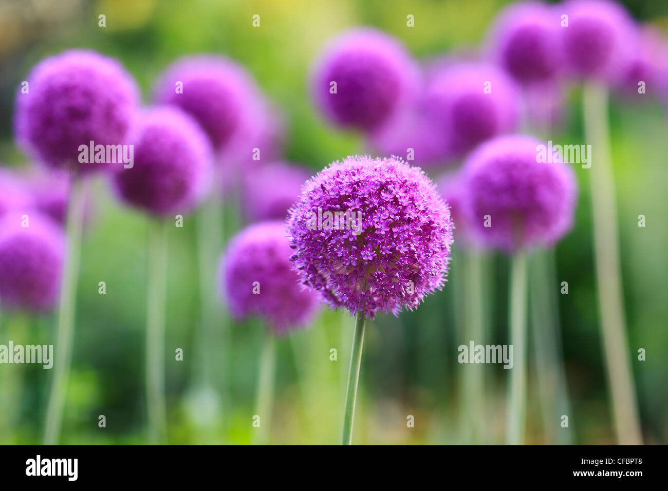Purple Allium flowers. English Gardens, Assiniboine Park, Winnipeg, Manitoba, Canada Stock Photo